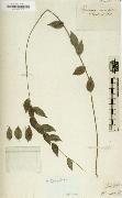 Herbarium Alexander
